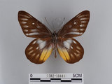 中文名:紅肩粉蝶(豔粉蝶)(1282-18441)學名:Delias pasithoe curasena Fruhstorfer, 1908(1282-18441)