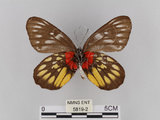 中文名:紅肩粉蝶(豔粉蝶)(5819-2)學名:Delias pasithoe curasena Fruhstorfer, 1908(5819-2)