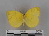 中文名:台灣黃蝶(亮色黃蝶)(65-351)學名:Eurema blanda arsakia (Fruhstorfer, 1910)(65-351)