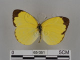 中文名:台灣黃蝶(亮色黃蝶)(65-351)學名:Eurema blanda arsakia (Fruhstorfer, 1910)(65-351)