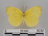 中文名:台灣黃蝶(亮色黃蝶)(65-496)學名:Eurema blanda arsakia (Fruhstorfer, 1910)(65-496)