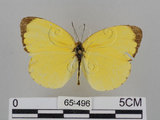 中文名:台灣黃蝶(亮色黃蝶)(65-496)學名:Eurema blanda arsakia (Fruhstorfer, 1910)(65-496)