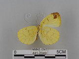 中文名:台灣黃蝶(亮色黃蝶)(441-2049)學名:Eurema blanda arsakia (Fruhstorfer, 1910)(441-2049)