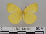 中文名:台灣黃蝶(亮色黃蝶)(1282-18402)學名:Eurema blanda arsakia (Fruhstorfer, 1910)(1282-18402)