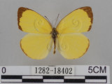 中文名:台灣黃蝶(亮色黃蝶)(1282-18402)學名:Eurema blanda arsakia (Fruhstorfer, 1910)(1282-18402)