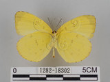 中文名:台灣黃蝶(亮色黃蝶)(1282-18302)學名:Eurema blanda arsakia (Fruhstorfer, 1910)(1282-18302)