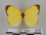 中文名:台灣黃蝶(亮色黃蝶)(1282-18302)學名:Eurema blanda arsakia (Fruhstorfer, 1910)(1282-18302)