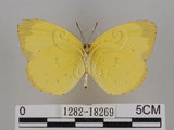 中文名:台灣黃蝶(亮色黃蝶)(1282-18269)學名:Eurema blanda arsakia (Fruhstorfer, 1910)(1282-18269)