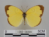 中文名:台灣黃蝶(亮色黃蝶)(1282-18269)學名:Eurema blanda arsakia (Fruhstorfer, 1910)(1282-18269)