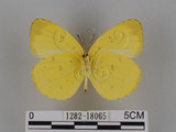 中文名:台灣黃蝶(亮色黃蝶)(1282-18065)學名:Eurema blanda arsakia (Fruhstorfer, 1910)(1282-18065)