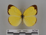 中文名:台灣黃蝶(亮色黃蝶)(1282-18065)學名:Eurema blanda arsakia (Fruhstorfer, 1910)(1282-18065)