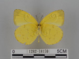 中文名:台灣黃蝶(亮色黃蝶)(1282-18159)學名:Eurema blanda arsakia (Fruhstorfer, 1910)(1282-18159)