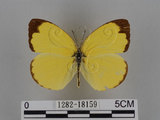 中文名:台灣黃蝶(亮色黃蝶)(1282-18159)學名:Eurema blanda arsakia (Fruhstorfer, 1910)(1282-18159)