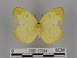 中文名:台灣黃蝶(亮色黃蝶)(1282-17304)學名:Eurema blanda arsakia (Fruhstorfer, 1910)(1282-17304)