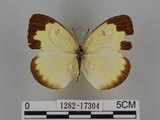 中文名:台灣黃蝶(亮色黃蝶)(1282-17304)學名:Eurema blanda arsakia (Fruhstorfer, 1910)(1282-17304)