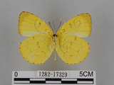 中文名:台灣黃蝶(亮色黃蝶)(1282-17329)學名:Eurema blanda arsakia (Fruhstorfer, 1910)(1282-17329)