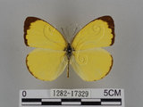 中文名:台灣黃蝶(亮色黃蝶)(1282-17329)學名:Eurema blanda arsakia (Fruhstorfer, 1910)(1282-17329)