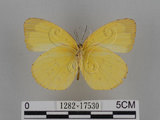 中文名:台灣黃蝶(亮色黃蝶)(1282-17530)學名:Eurema blanda arsakia (Fruhstorfer, 1910)(1282-17530)