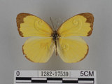 中文名:台灣黃蝶(亮色黃蝶)(1282-17530)學名:Eurema blanda arsakia (Fruhstorfer, 1910)(1282-17530)