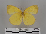 中文名:台灣黃蝶(亮色黃蝶)(1282-18195)學名:Eurema blanda arsakia (Fruhstorfer, 1910)(1282-18195)