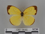 中文名:台灣黃蝶(亮色黃蝶)(1282-18195)學名:Eurema blanda arsakia (Fruhstorfer, 1910)(1282-18195)