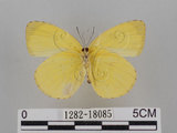 中文名:台灣黃蝶(亮色黃蝶)(1282-18085)學名:Eurema blanda arsakia (Fruhstorfer, 1910)(1282-18085)