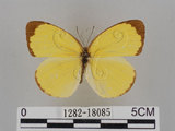 中文名:台灣黃蝶(亮色黃蝶)(1282-18085)學名:Eurema blanda arsakia (Fruhstorfer, 1910)(1282-18085)