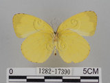 中文名:台灣黃蝶(亮色黃蝶)(1282-17390)學名:Eurema blanda arsakia (Fruhstorfer, 1910)(1282-17390)