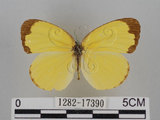 中文名:台灣黃蝶(亮色黃蝶)(1282-17390)學名:Eurema blanda arsakia (Fruhstorfer, 1910)(1282-17390)