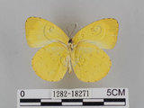 中文名:台灣黃蝶(亮色黃蝶)(1282-18271)學名:Eurema blanda arsakia (Fruhstorfer, 1910)(1282-18271)