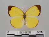 中文名:台灣黃蝶(亮色黃蝶)(1282-18271)學名:Eurema blanda arsakia (Fruhstorfer, 1910)(1282-18271)