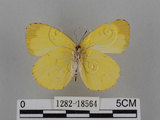 中文名:台灣黃蝶(亮色黃蝶)(1282-18564)學名:Eurema blanda arsakia (Fruhstorfer, 1910)(1282-18564)