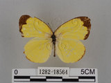 中文名:台灣黃蝶(亮色黃蝶)(1282-18564)學名:Eurema blanda arsakia (Fruhstorfer, 1910)(1282-18564)