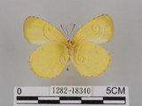 中文名:台灣黃蝶(亮色黃蝶)(1282-18340)學名:Eurema blanda arsakia (Fruhstorfer, 1910)(1282-18340)