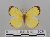 中文名:台灣黃蝶(亮色黃蝶)(1282-18340)學名:Eurema blanda arsakia (Fruhstorfer, 1910)(1282-18340)