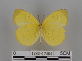 中文名:台灣黃蝶(亮色黃蝶)(1282-17484)學名:Eurema blanda arsakia (Fruhstorfer, 1910)(1282-17484)