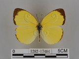 中文名:台灣黃蝶(亮色黃蝶)(1282-17484)學名:Eurema blanda arsakia (Fruhstorfer, 1910)(1282-17484)