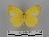 中文名:台灣黃蝶(亮色黃蝶)(1282-18436)學名:Eurema blanda arsakia (Fruhstorfer, 1910)(1282-18436)