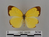 中文名:台灣黃蝶(亮色黃蝶)(1282-18436)學名:Eurema blanda arsakia (Fruhstorfer, 1910)(1282-18436)