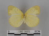 中文名:台灣黃蝶(亮色黃蝶)(1282-18372)學名:Eurema blanda arsakia (Fruhstorfer, 1910)(1282-18372)