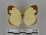 中文名:台灣黃蝶(亮色黃蝶)(1282-18372)學名:Eurema blanda arsakia (Fruhstorfer, 1910)(1282-18372)