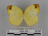 中文名:台灣黃蝶(亮色黃蝶)(1602-100)學名:Eurema blanda arsakia (Fruhstorfer, 1910)(1602-100)