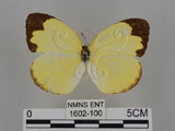 中文名:台灣黃蝶(亮色黃蝶)(1602-100)學名:Eurema blanda arsakia (Fruhstorfer, 1910)(1602-100)