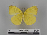 中文名:台灣黃蝶(亮色黃蝶)(1606-200)學名:Eurema blanda arsakia (Fruhstorfer, 1910)(1606-200)