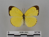 中文名:台灣黃蝶(亮色黃蝶)(1606-200)學名:Eurema blanda arsakia (Fruhstorfer, 1910)(1606-200)