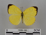 中文名:台灣黃蝶(亮色黃蝶)(1606-185)學名:Eurema blanda arsakia (Fruhstorfer, 1910)(1606-185)
