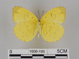 中文名:台灣黃蝶(亮色黃蝶)(1606-195)學名:Eurema blanda arsakia (Fruhstorfer, 1910)(1606-195)