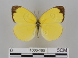 中文名:台灣黃蝶(亮色黃蝶)(1606-195)學名:Eurema blanda arsakia (Fruhstorfer, 1910)(1606-195)