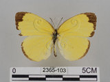 中文名:台灣黃蝶(亮色黃蝶)(2365-103)學名:Eurema blanda arsakia (Fruhstorfer, 1910)(2365-103)