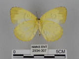 中文名:台灣黃蝶(亮色黃蝶)(2934-307)學名:Eurema blanda arsakia (Fruhstorfer, 1910)(2934-307)